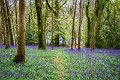 Bluebells and wild garlic in Rossmore Forest Park - May 2017 (11)